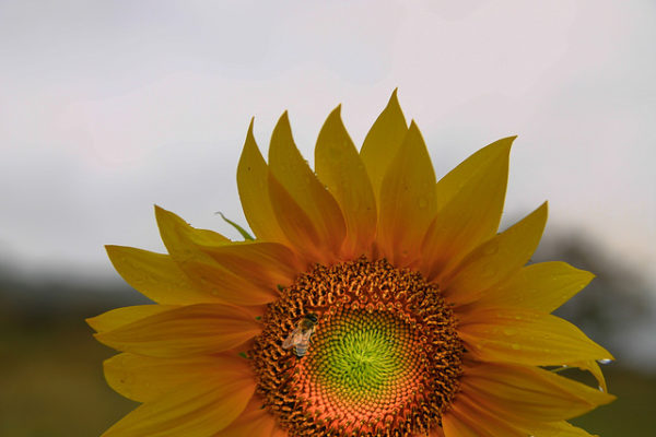 Beautiful Sun flower