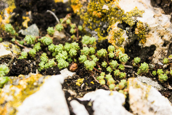 Outdoor plants